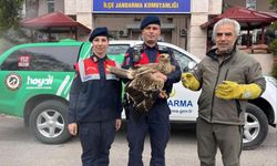 Yaralı kızıl şahine Salihli jandarma sahip çıktı