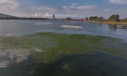 İzmir Körfezi'nde deniz yosunu tabakası oluştu