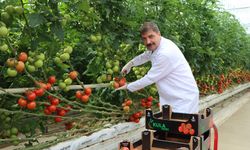 Manisa'da jeotermal serada üretilen 500 ton domates ihraç edildi