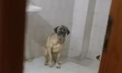Manisa'da evinde 12 köpekle yaşayan kadın gözaltına alındı