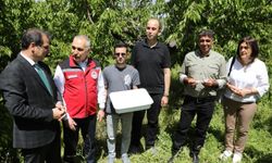 Manisa'da 3 bin ‘Samuray Arıcığı’ doğaya salındı