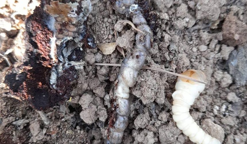 Fidan Dip Kurdu Tehlikesi! Salihli Tarım Müdürlüğü’nden kritik uyarı
