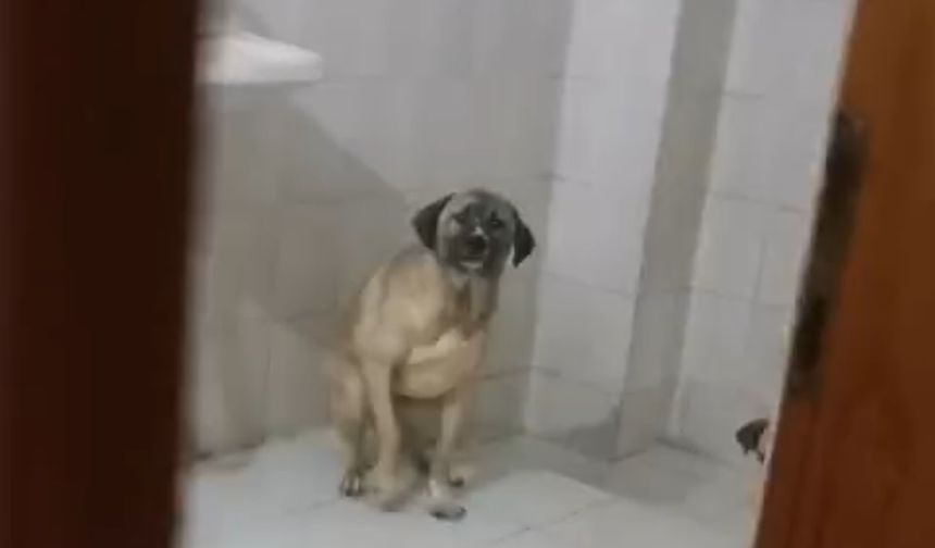 Manisa'da evinde 12 köpekle yaşayan kadın gözaltına alındı