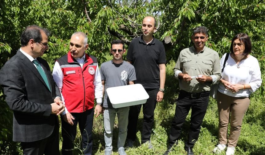 Manisa'da 3 bin ‘Samuray Arıcığı’ doğaya salındı